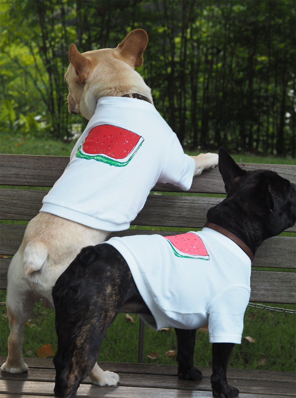 DOGすいかTシャツ あか