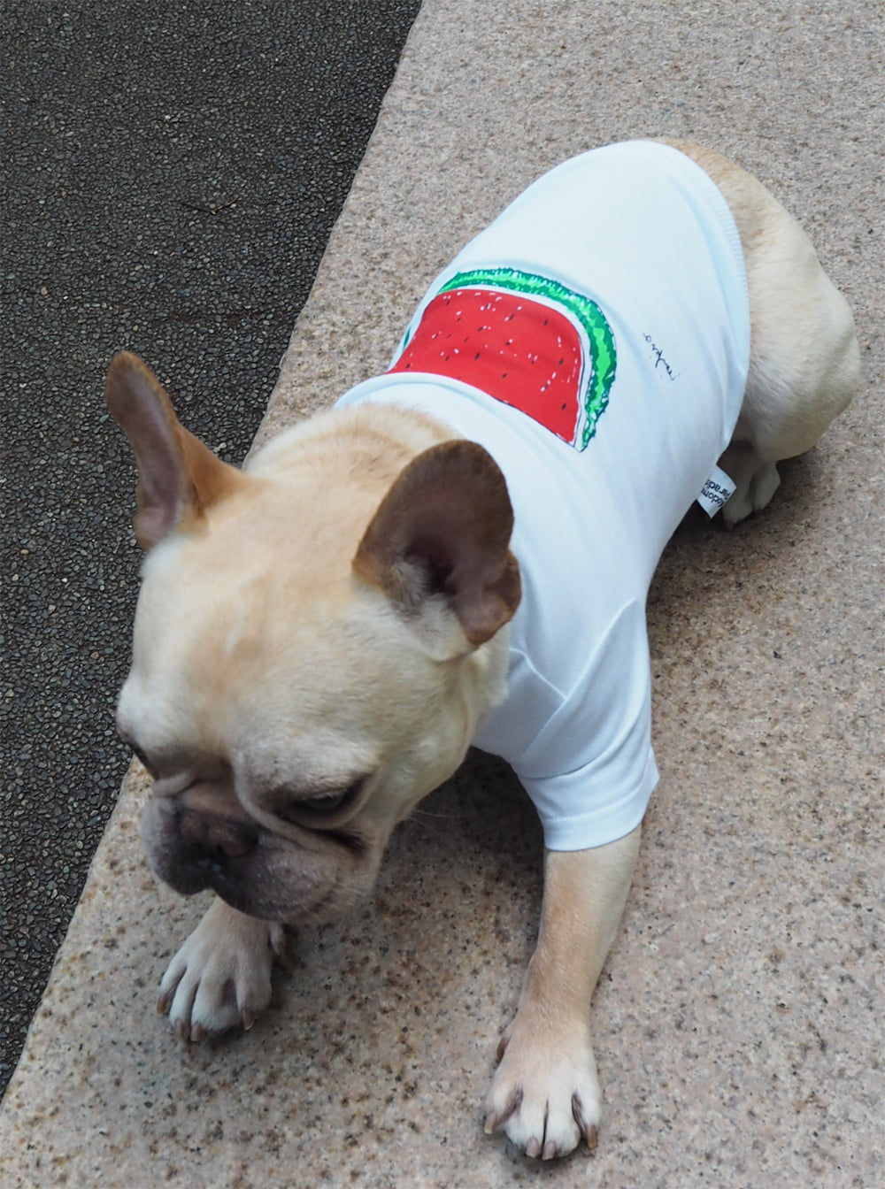 DOGすいかTシャツ あか