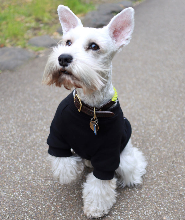 わんちゃん用 こいのぼり長袖スウェット 犬 DOG わんこ 犬服 