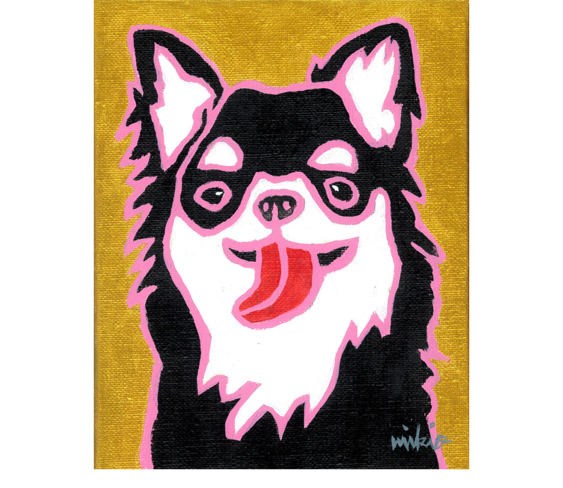 チワワ ロングコート ブラックタン&amp;ホワイト