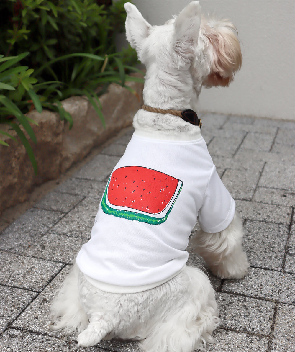 Watermelon DRY Dog&