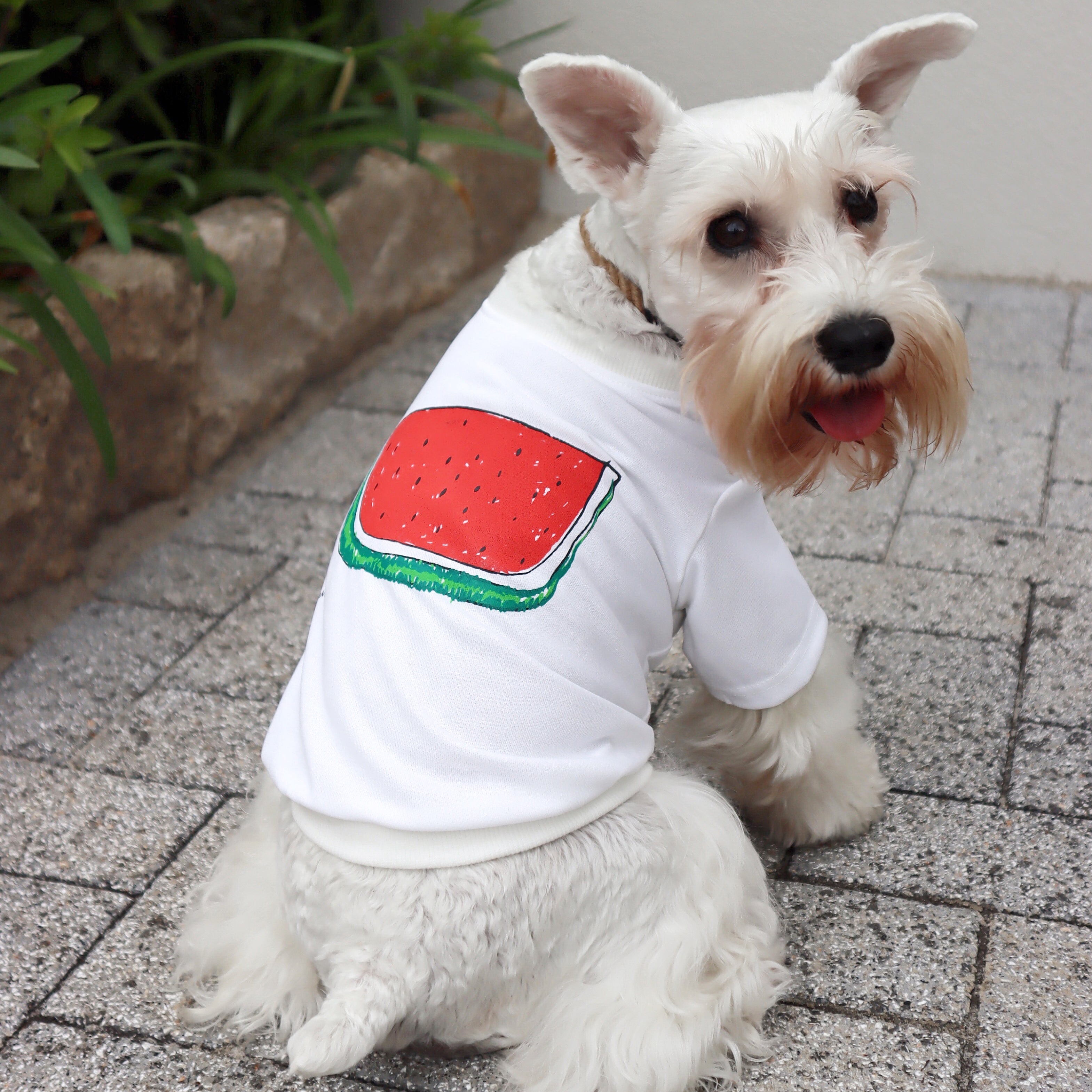 Kodomoparadis｜親子で着れるお揃いTシャツ｜犬用Tシャツ