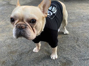 Daruma Dog's Sweatshirt IvyGreen